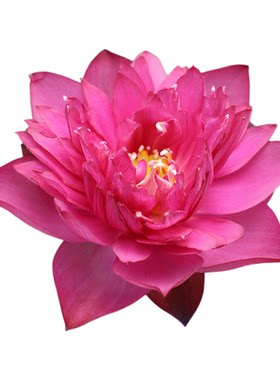 新品种《烬》微莲苑姜永慧