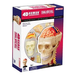 4DMaster人体器官分布头颅脑颈椎结构模型颅骨神经解剖口儿童玩具