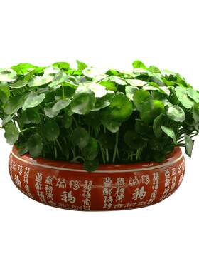 水培铜钱草带叶绿植盆栽