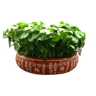 铜钱草植物盆栽室内水培带叶桌面盆景金钱草办公绿植水养