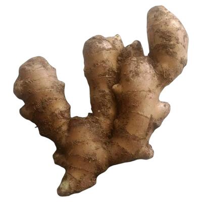 新鲜老姜带泥大姜无硫磺