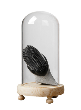 博物馆手办古生物化石三叶虫 小摆件原石展示科普教学送礼收藏