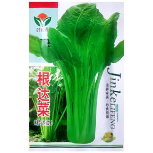 根达菜种子劈菜牛皮菜厚皮菜莙荙菜多次采收特色蔬菜种孑农家菜籽