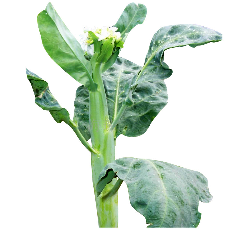 广东鸡腿芥兰种籽四季蔬菜种子孑甜脆芥菜芥蓝菜阳台盆栽春秋易植