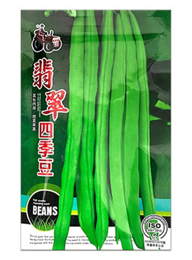 小金豆种子四季豆种籽豆角无丝播