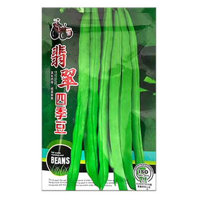 小金豆种子四季豆种籽豆角无丝播
