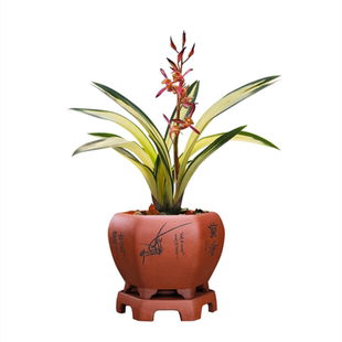 兰花黄金达摩中透兰墨兰矮种名贵春兰建兰金边兰花卉盆栽