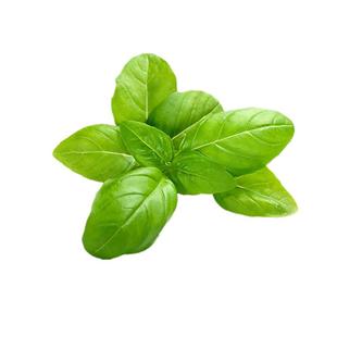 大叶荆芥菜种籽苗盆栽猫薄荷四季大叶荆芥种子野菜荆芥种籽春季孑