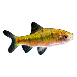 中国斗鱼伴侣条纹小鲃活体吃青苔耐寒冷水原生鱼溪流鱼群游观赏鱼