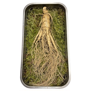 长白山特大新鲜人参东北吉林现挖带土人参泡酒专用生人参煲汤蜜片