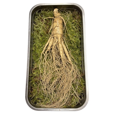 长白山特大新鲜人参带土煲汤泡酒