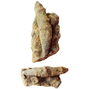 奇石观赏石菊石燕子石狼鳍鱼石燕珊瑚三叶虫羊角珊瑚化石原石3259