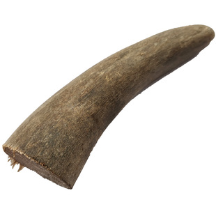 天然实心牛角原料白牦牛角尖毛料刀柄坯料DIY手把件印章佛珠材料