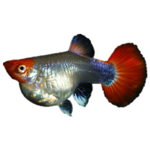 深海蓝贵族孔雀鱼鸿运当头活体观赏鱼热带鱼精品种鱼蓝版巴西红头