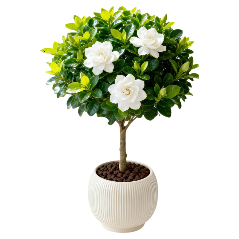 独杆栀子花盆栽四季开花老桩树苗带花苞浓香型枝枝花室外花卉绿植 - 白底图