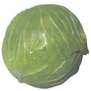 改良双冠王甘蓝种子包菜种子卷心菜圆白菜大头菜种子春秋季播种