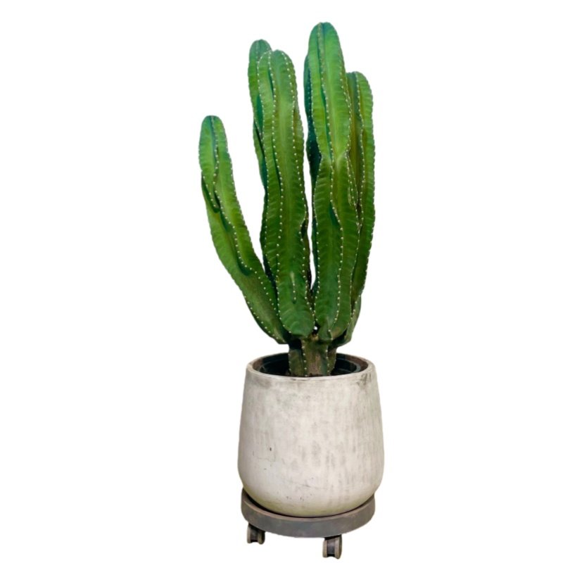 沙生植物造景仙人柱秘鲁苹果
