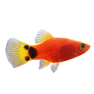 小型观赏鱼米奇鱼下小鱼活体胎生玛丽月光新手孔雀鱼热带淡水好养