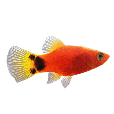 好养小型观赏鱼米老鼠孔雀鱼淡水