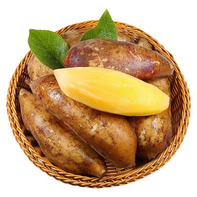 现挖新鲜！雪莲果！清爽鲜甜