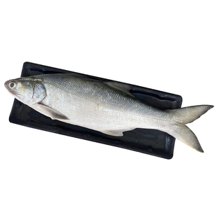 大马友鱼午笋鱼鲜活冷冻海鲜水产新鲜海捕鱼1条450g-550g大午仔鱼