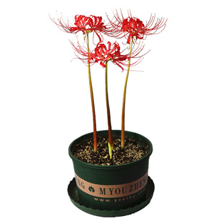 10颗彼岸花种球曼珠沙华石蒜忽地笑耐寒花卉盆栽种子植物开花耐热