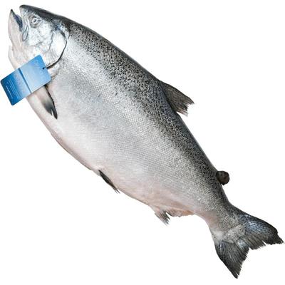 整条新西兰刺身帝王鲑冰鲜进口