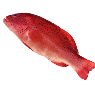 海捕星斑鱼新鲜石斑鱼鲜活海鱼包邮海鲜深海冷冻市场斑鱼东星斑鱼