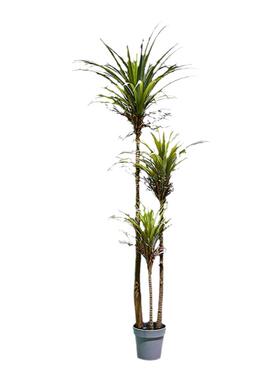 仿真绿植软装假植物造景假千年木