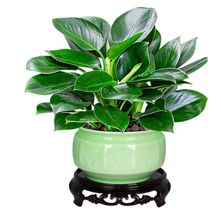 金钻绿公主盆栽大叶植物办公室内客厅桌面新房净化空气花卉绿植