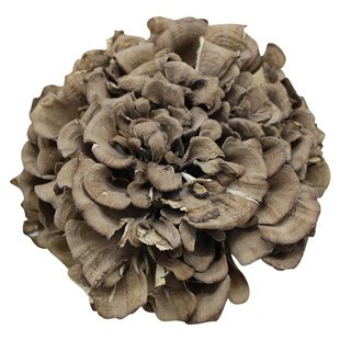 新鲜庆元农家灰树花干货无泥沙非特级舞茸菌栗蘑香菇250g蘑菇菌菇