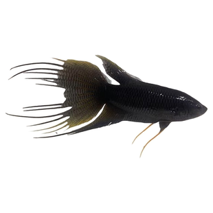 中国斗鱼蓝型越黑活体冷水小型观赏鱼好养耐活爆针大黑叉菩萨鱼