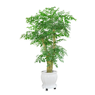 金叶子多头幸福树大型老桩常绿植物盆栽办公室内外庭院耐寒除甲醛