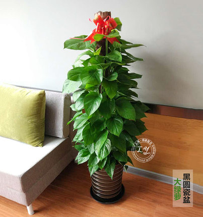 大绿萝盆栽室内绿箩客厅花卉净化空气吸甲醛 办公室绿植大型植物