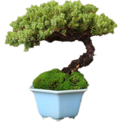 新西兰珍珠柏四季常青造型小盆景