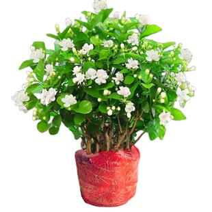 茉莉花苗盆栽带花苞九里香老桩清香水培栀子花卉绿植物室内四季开