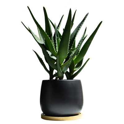 芦荟盆栽桌面好养绿植