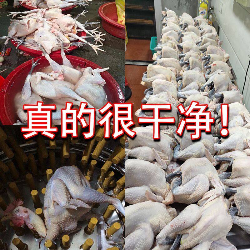 鸡鸭鹅去毛机小型全自动拔毛机打毛机三鸟家禽机器商用神器