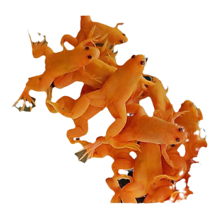 金蛙活物龙鱼饲料金蛙观赏青蛙水族可爱活体宠物蛙金色小金蛙