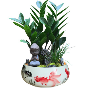 金钱树盆栽植物室内客厅摇钱树绿植办公桌花卉观叶四季常青招财树