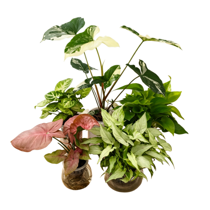 水培植物 水培绿植水培绿萝鸭脚木室内水培好养盆栽