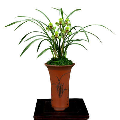 老种春剑大富贵带花浓香好养高端