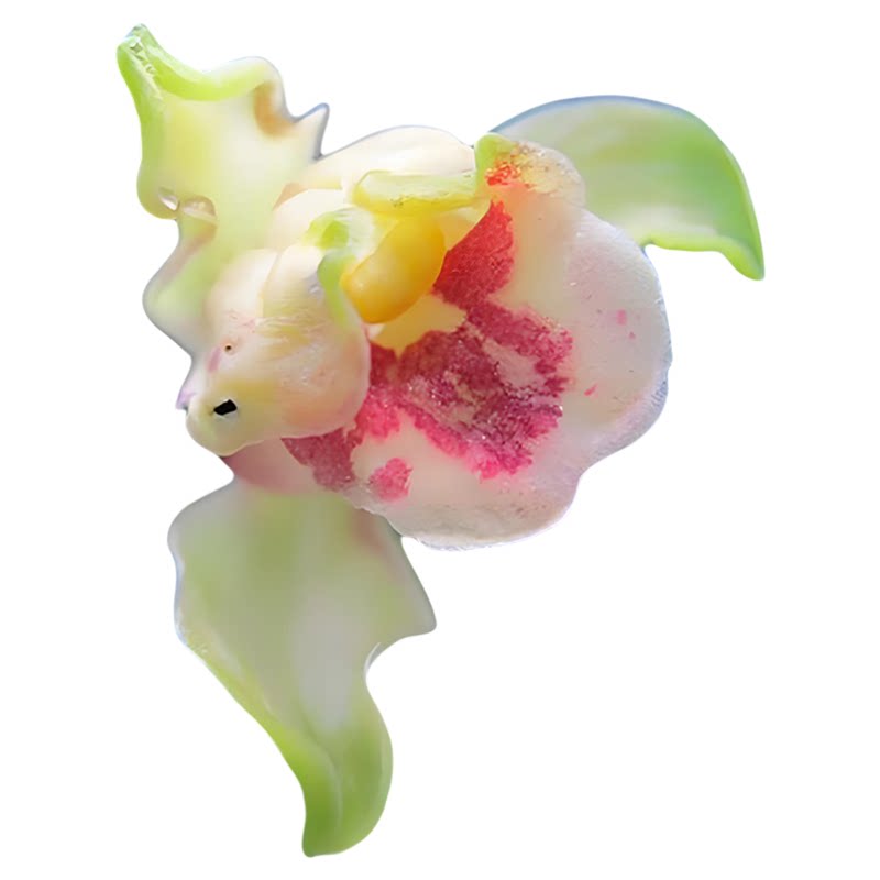 彩云追月兰花盆栽夏带花苞