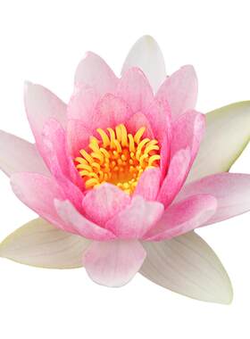 海蒂的花园夏季开花睡莲裸根