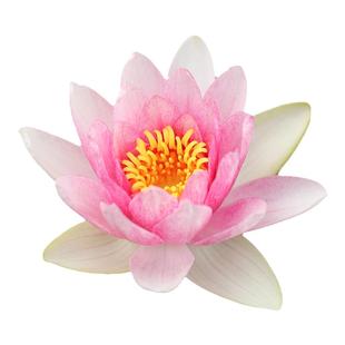 海蒂的花园旗舰店睡莲块根水培植物庭院阳台花卉盆栽莲花裸根