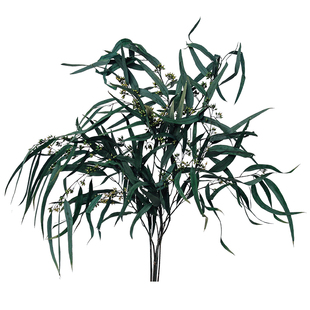 天然小米果叶细叶尤加利叶干花花束绿色叶子装饰摆件桉树叶永生花