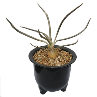 美杜莎实生多肉植物 稀缺冷门开花趣味块根植物桌面防辐射小盆栽