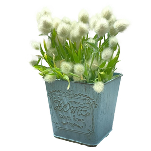 兔尾草种子四季播种开花好养易活室内室外花种籽子易活草网红花籽