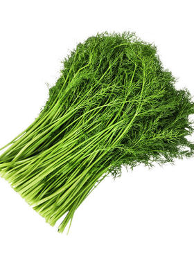 槿sung茴香菜半斤-5斤小茴香