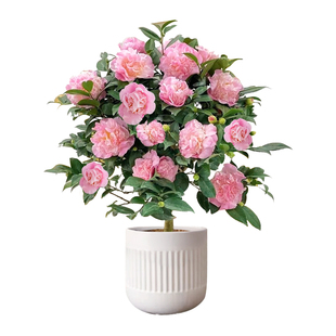 茶花盆栽香妃四季山茶花树苗开花卉好养活五色赤丹室内阳台绿植物